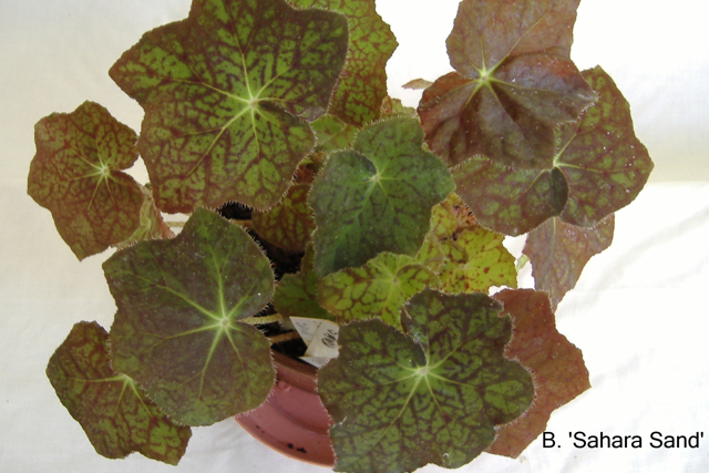 B. ‘Sahara Sand’